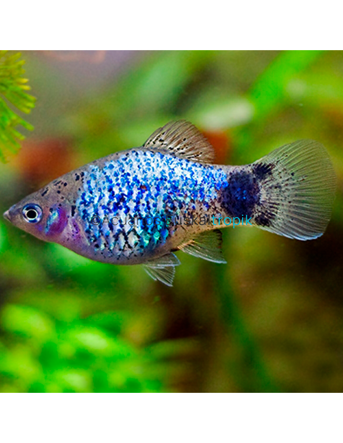 Platy azul coral cálico EuskalTropik