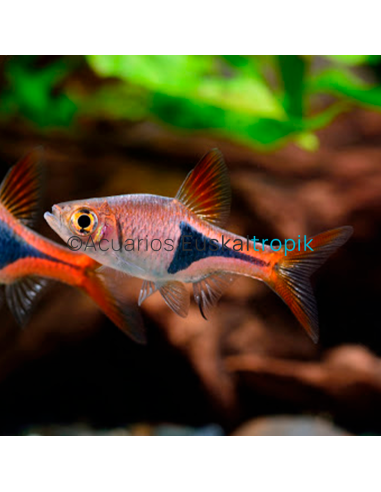 Rasbora arlequín (Trigonostigma heteromorpha)