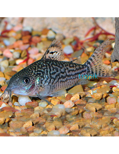 Corydora Elegans XL (Corydoras eleganss)