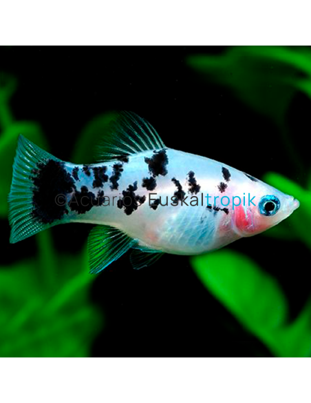 Platy blanco cálico