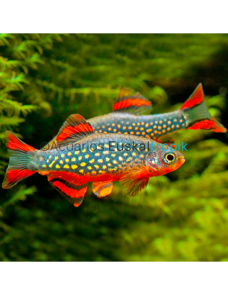 Rasbora Galaxy