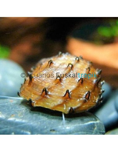 Caracol espinete (Neritina Juttingae)