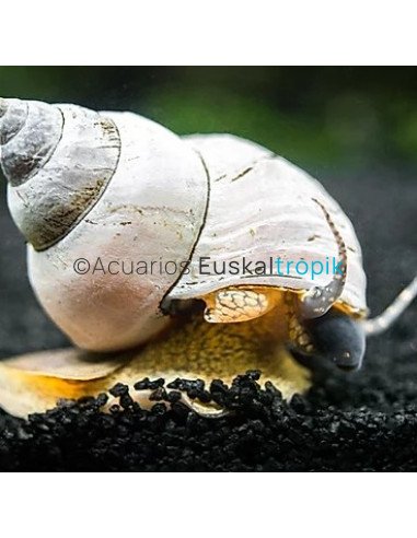 Caracol Wizard Blanco (Filopaludina Martensi)