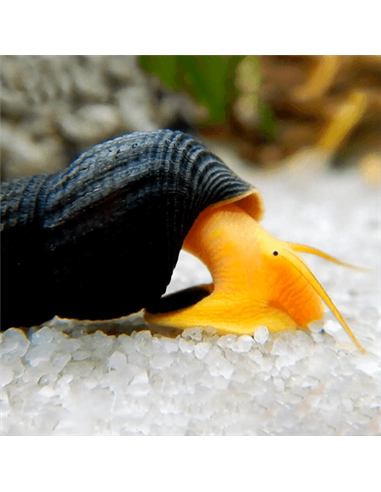 Caracol Sulawesi Amarillo (Tylomelania SP.