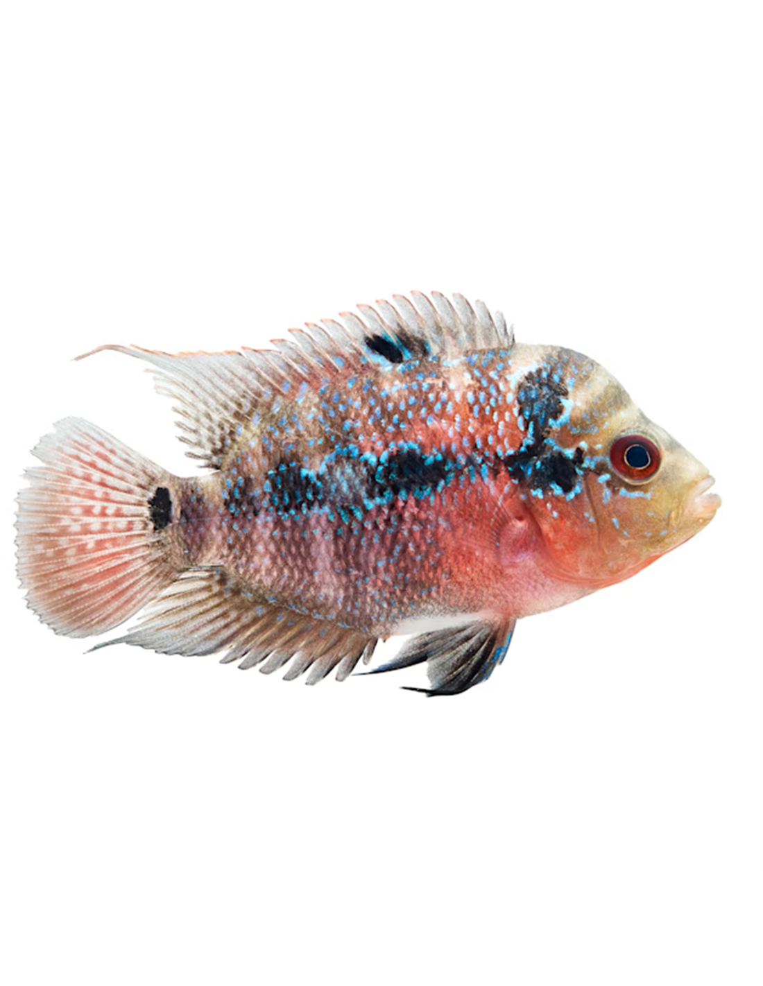 Cichlasoma SP. Flowerhorn 4-5 cm | EuskalTropik