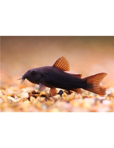 Corydora Aeneus "Black Venezuela" 1,5-2 cm