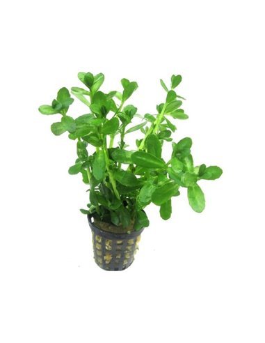 Bacopa madagascariensis